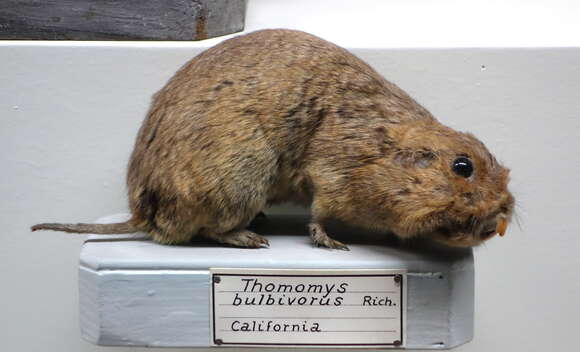 Image of Camas Pocket Gopher