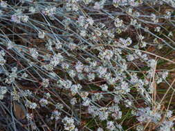 Image of longstem buckwheat