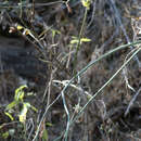 Imagem de Euphorbia bracteata Jacq.