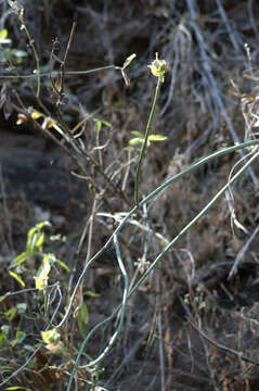 Image de Euphorbia bracteata Jacq.