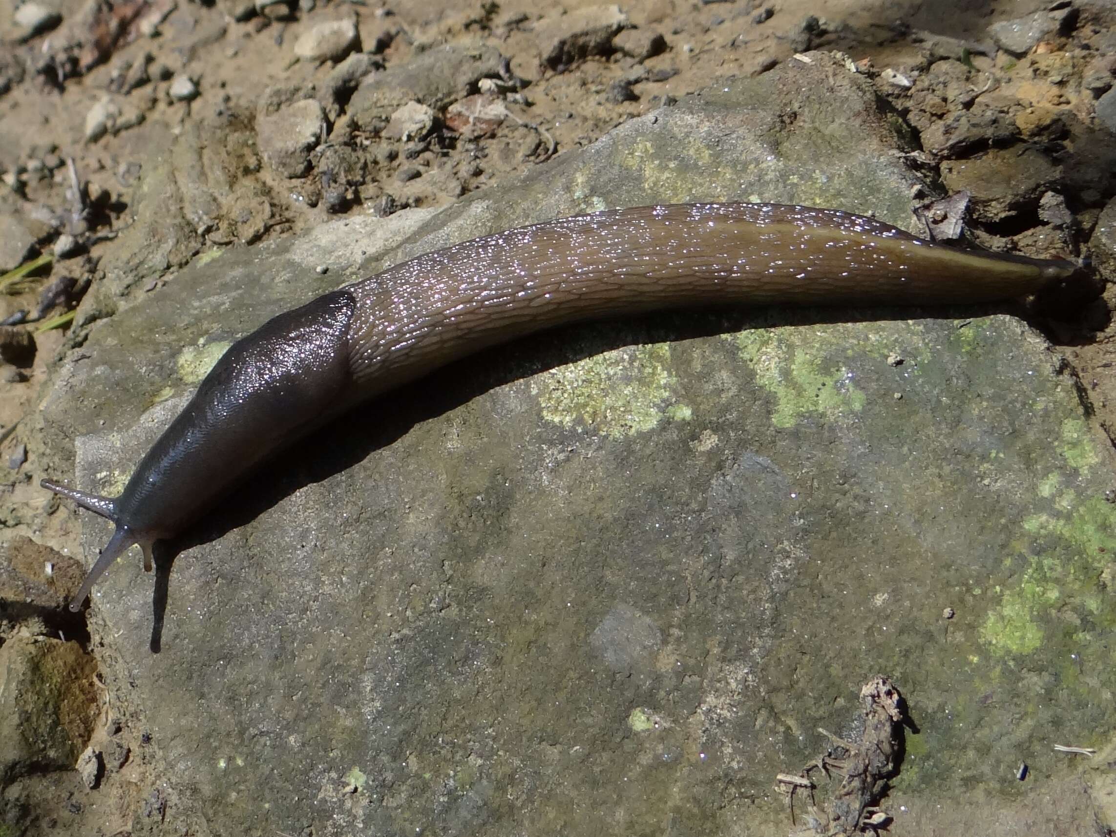 Image of ash-black slug