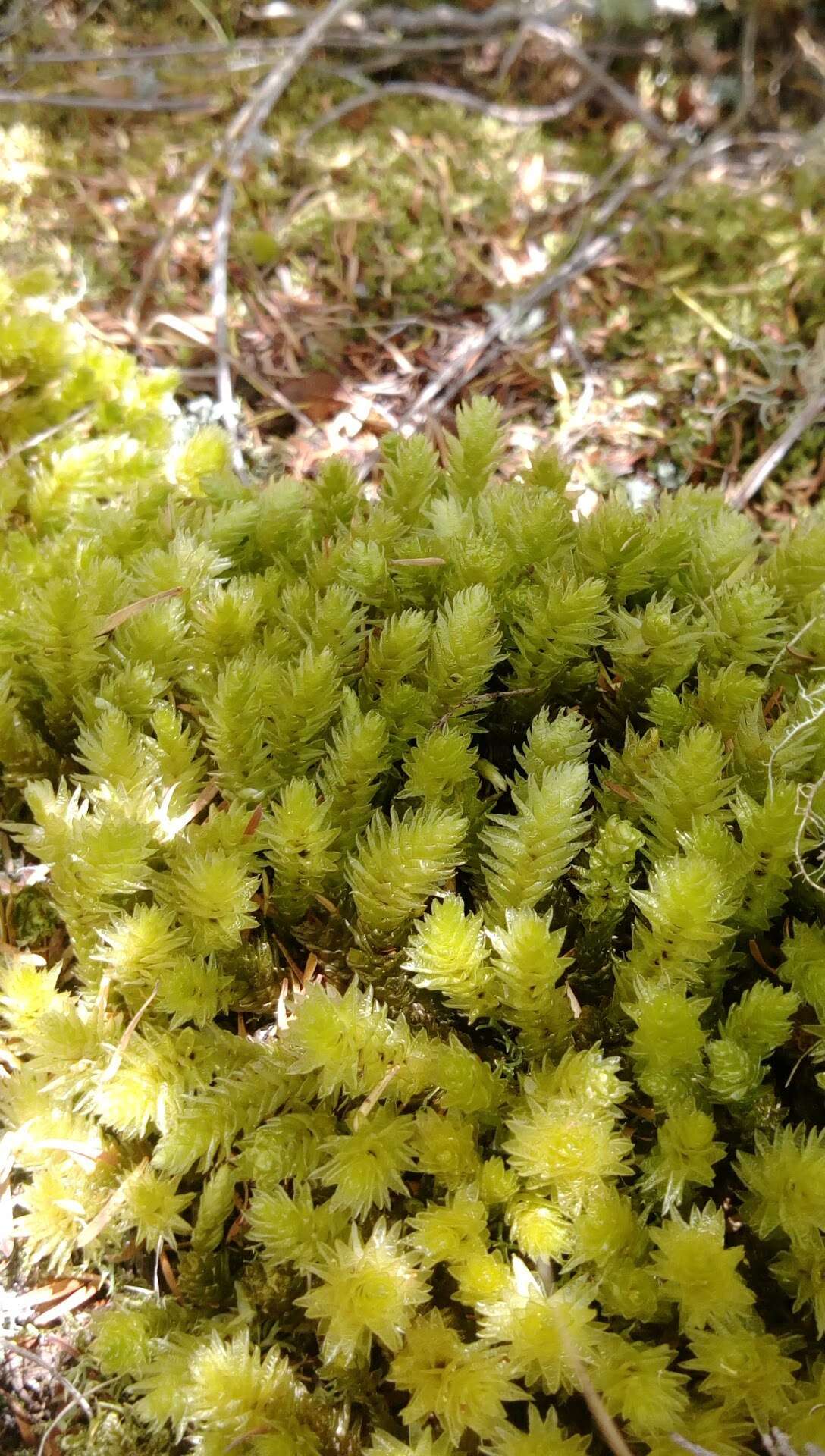 Image of Pulchrinodus inflatus B. H. Allen 1987