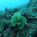 Image of fern bryozoan