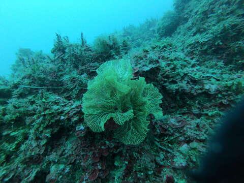 Image of fern bryozoan