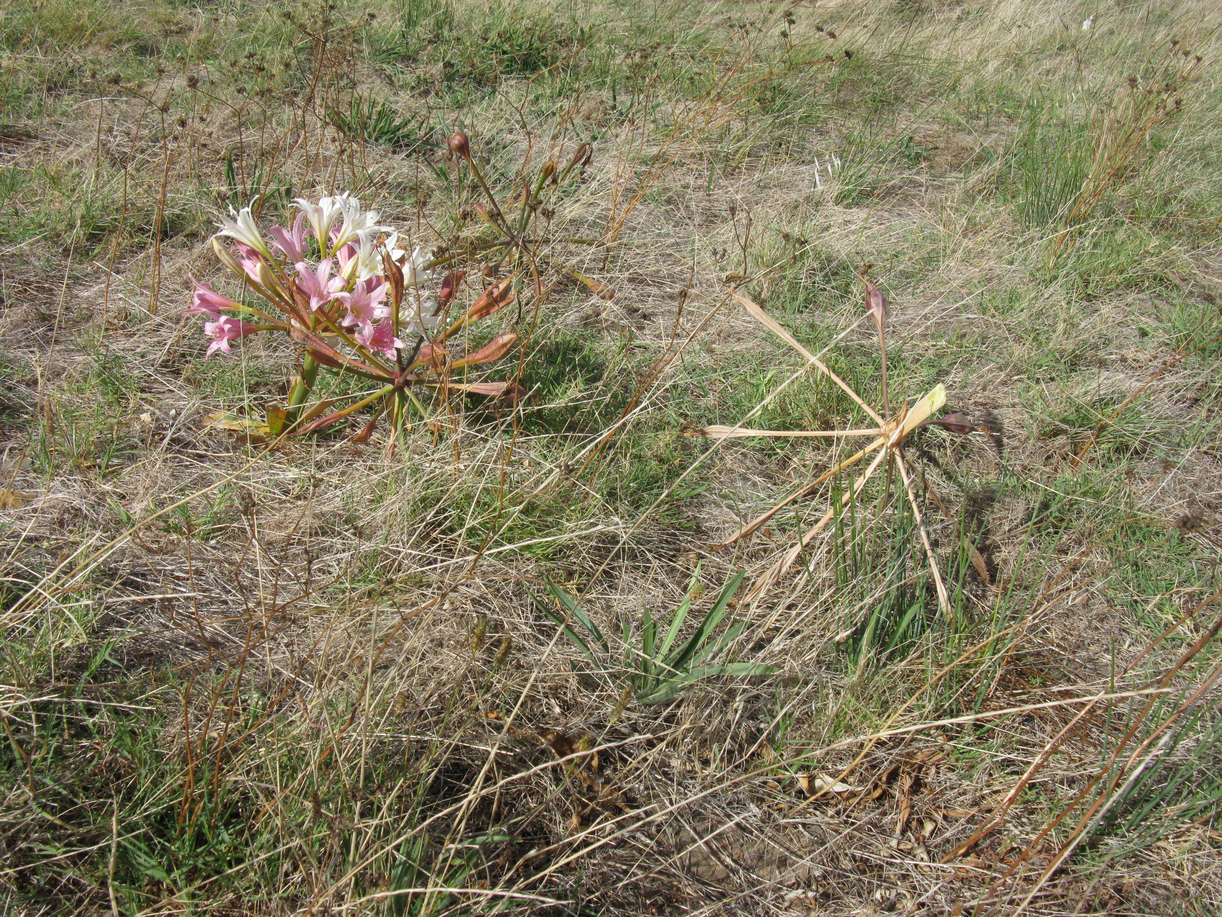 Image of Ammocharis longifolia (L.) Herb.