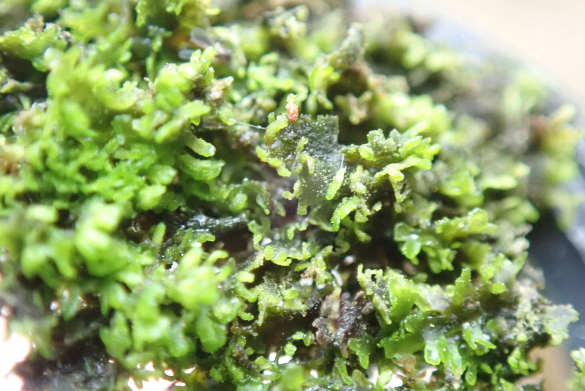 Image of Bog Germanderwort