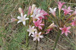 Image of Ammocharis longifolia (L.) Herb.