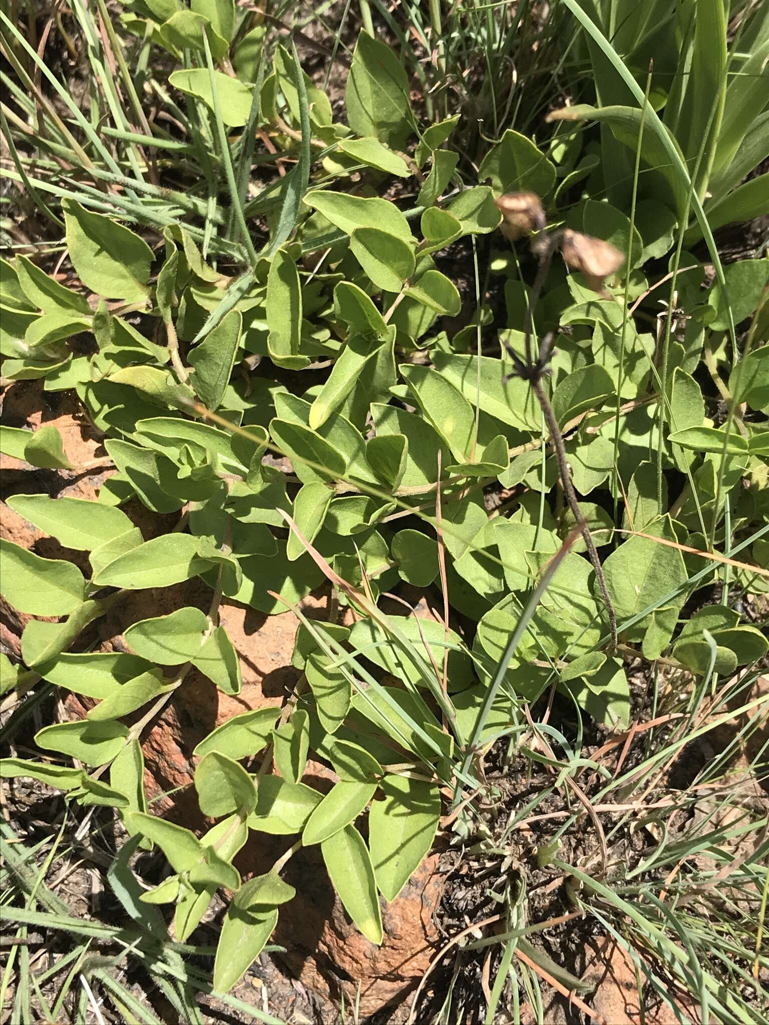 Image of Ocimum motjaneanum McCallum & K. Balkwill