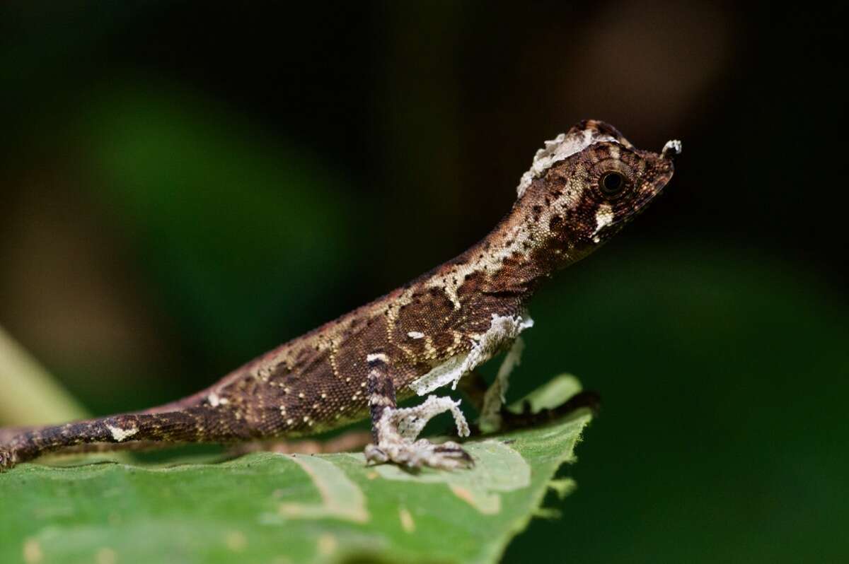 Image of Ornate Earless Agama