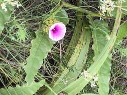 Image of Ipomoea ommanneyi Rendle