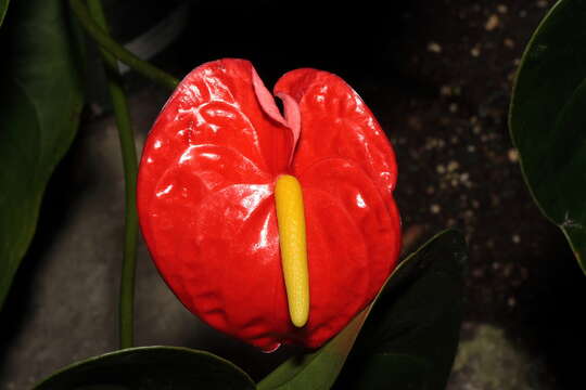 Image de Anthurium andraeanum Linden ex André