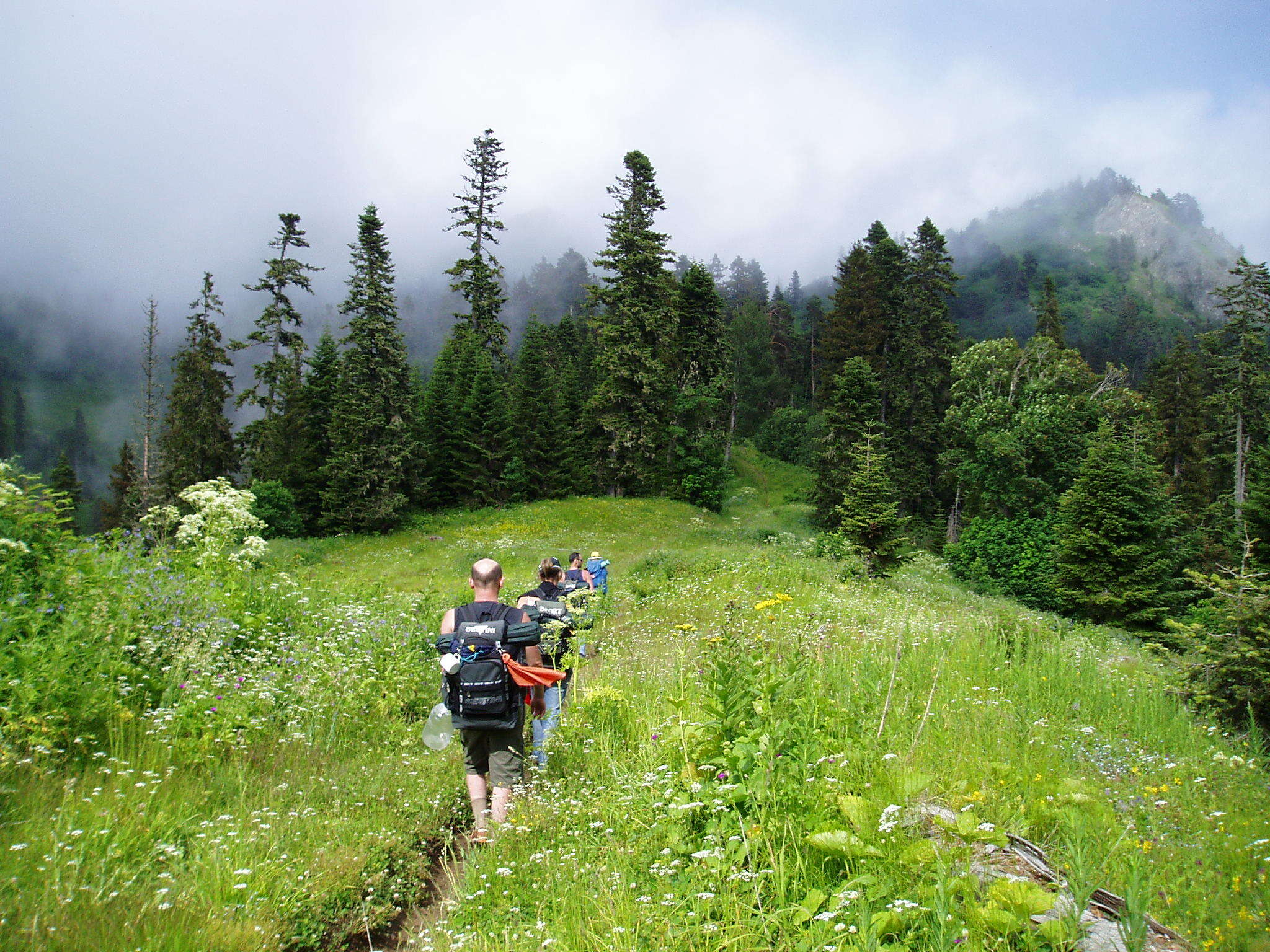 Image of Caucasian Spruce