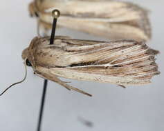 Слика од Leucania commoides Guenée 1852