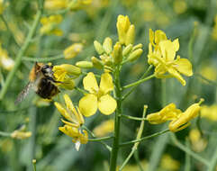 Image of Bombus hypnorum (Linnaeus 1758)