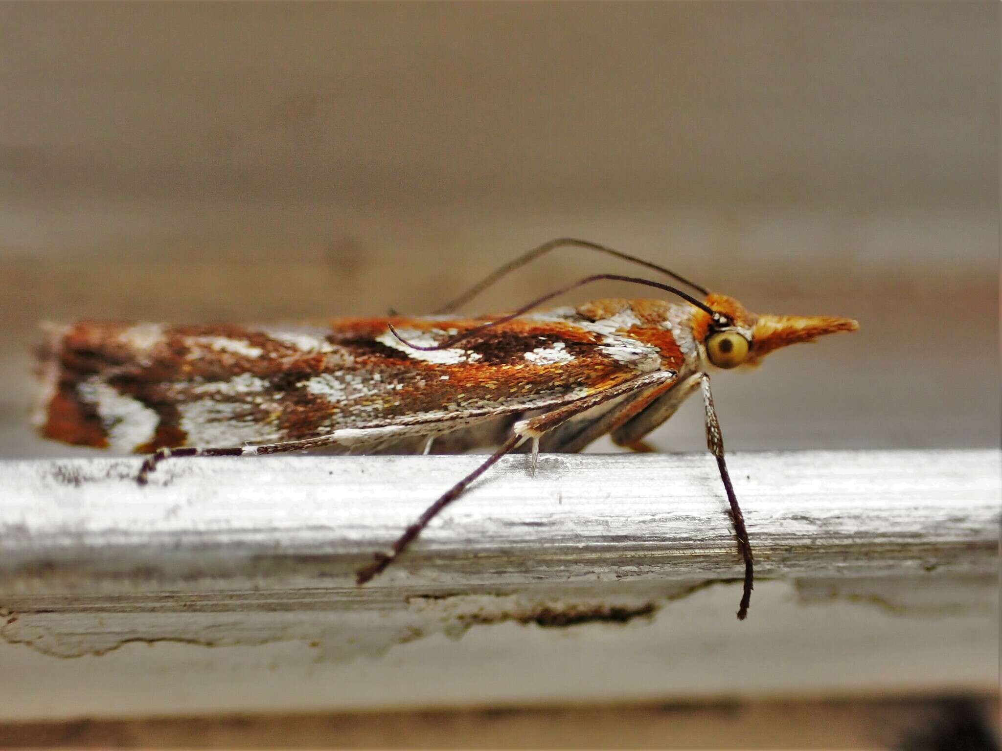 Image of Orocrambus xanthogrammus Meyrick 1882