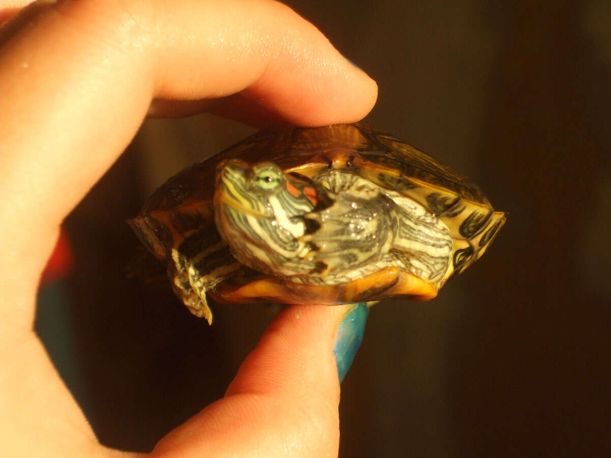 Image of slider turtle, red-eared terrapin, red-eared slider