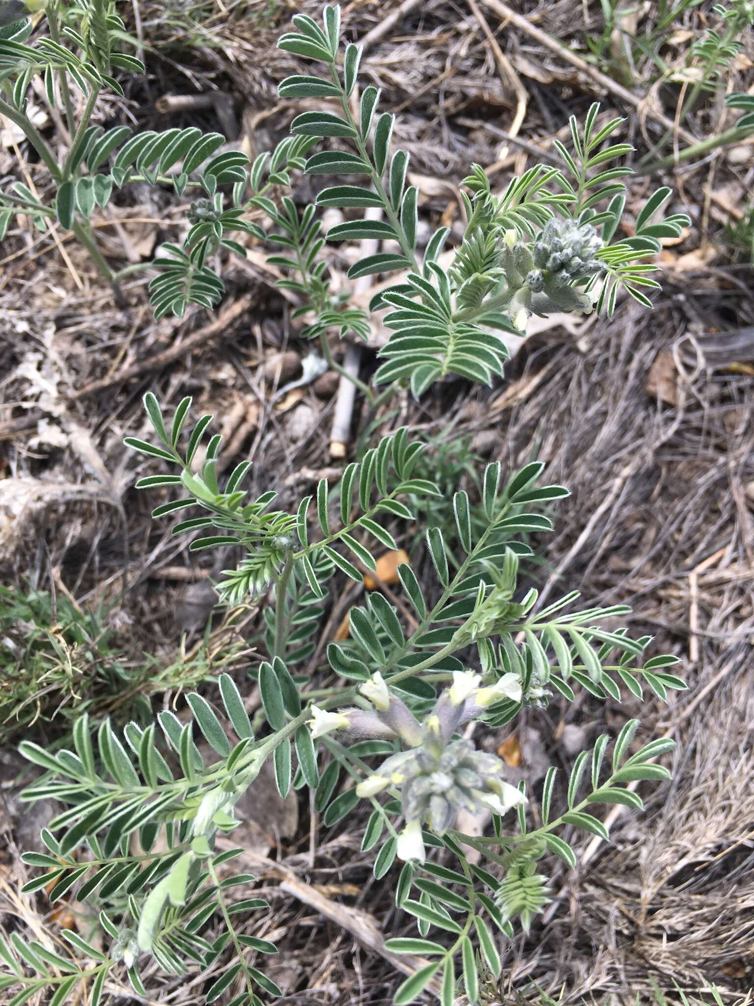 Image of silky sophora