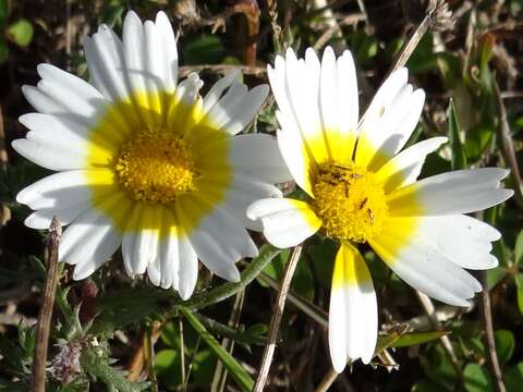 Слика од Glebionis coronaria (L.) N. N. Tzvel.
