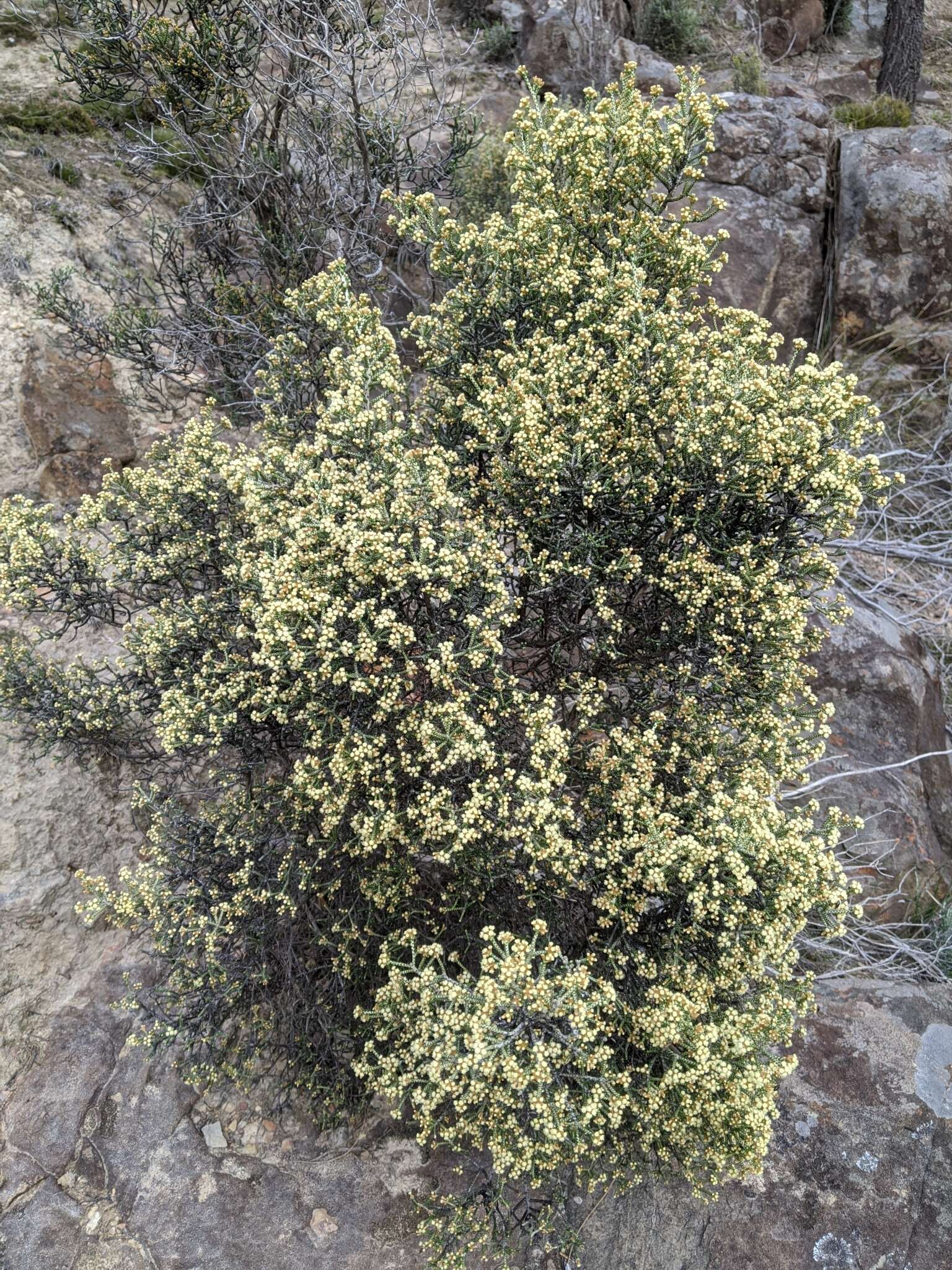 Image de Ozothamnus scutellifolius Hook. fil.