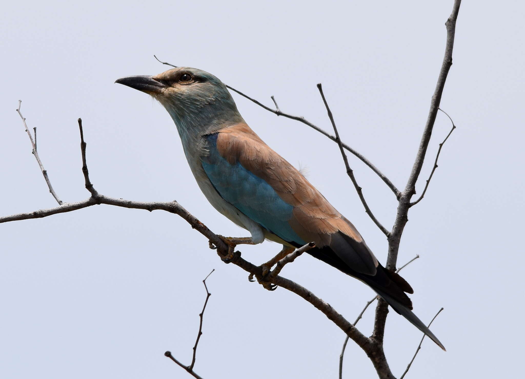 Image de Coracias garrulus semenowi Loudon & Tschusi 1902