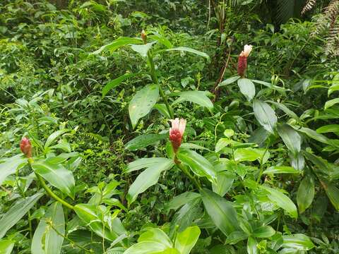 Imagem de Costus atlanticus