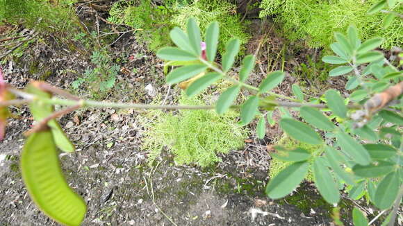 Image of Tephrosia grandiflora (Aiton) Pers.