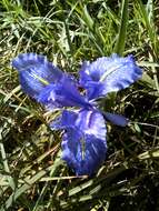 Imagem de Iris planifolia (Mill.) T. Durand & Schinz