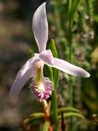 Image of snakemouth orchid