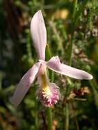 Image of snakemouth orchid