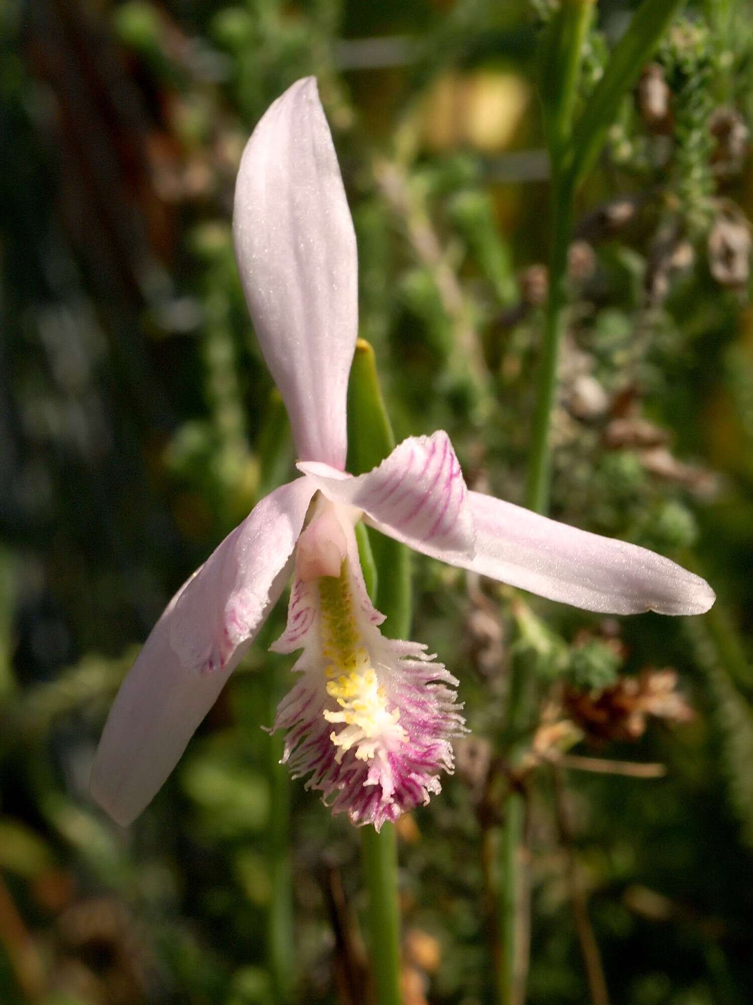 Image of snakemouth orchid