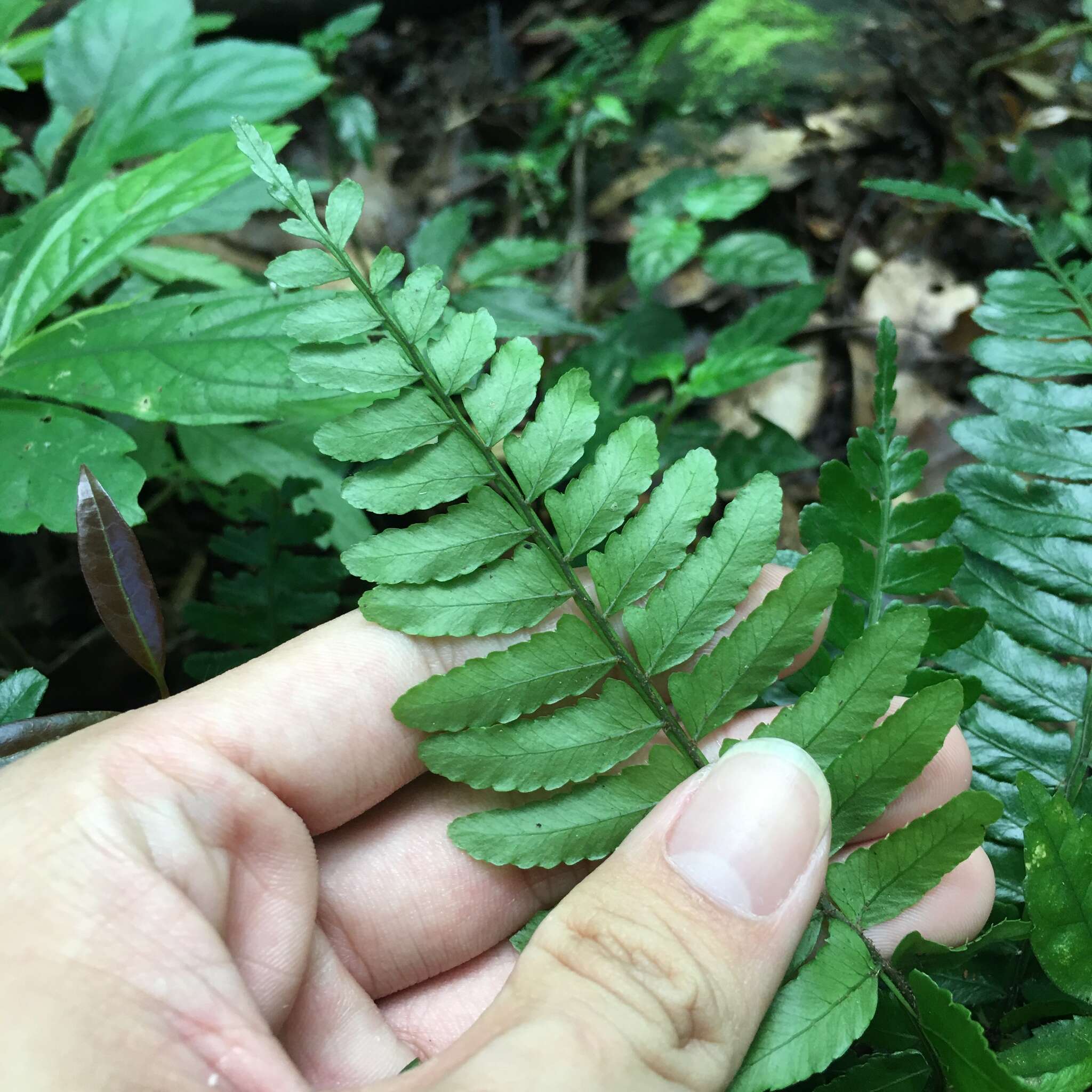 Bolbitis appendiculata (Willd.) Iwatsuki resmi