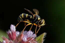 Image of Conops scutellatus Meigen 1804