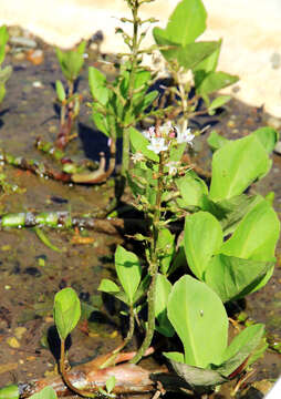 Image of bogbean