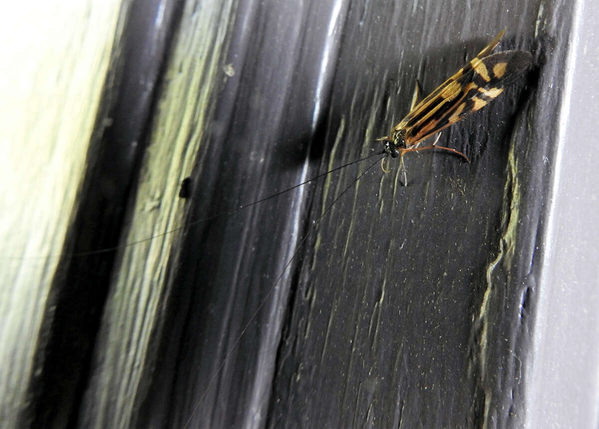 Image of Zebra Caddisfly