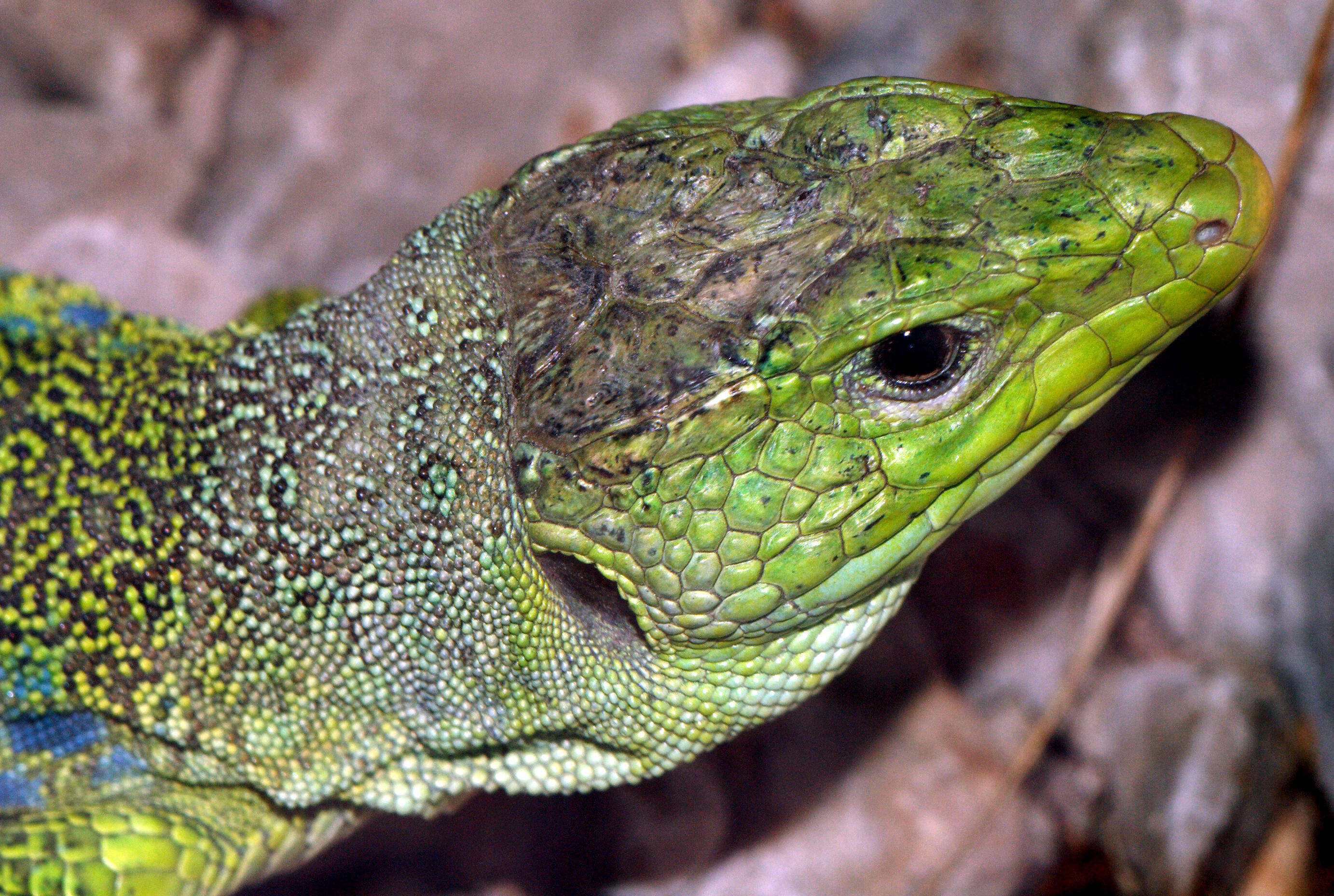 Image of Ocellated Lizard