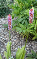 Image of Primula vialii Delavay ex Franch.