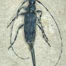 Image of Acanthocinus obliquus (Le Conte 1862)