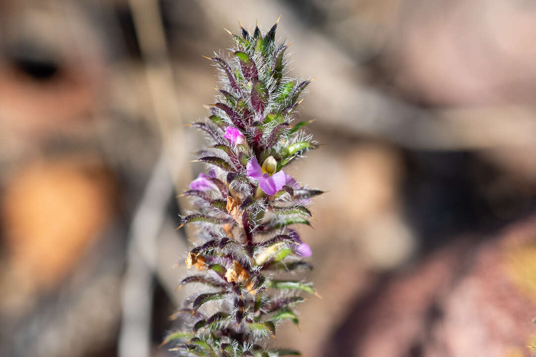 Image of Muraltia rosmarinifolia Levyns