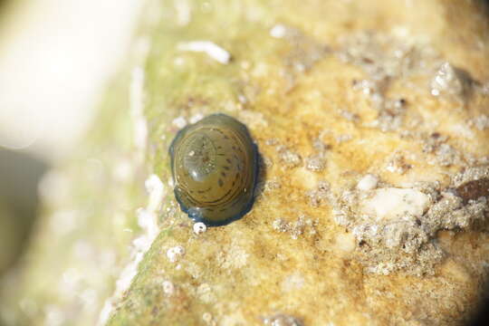 Image of Girdle anemone