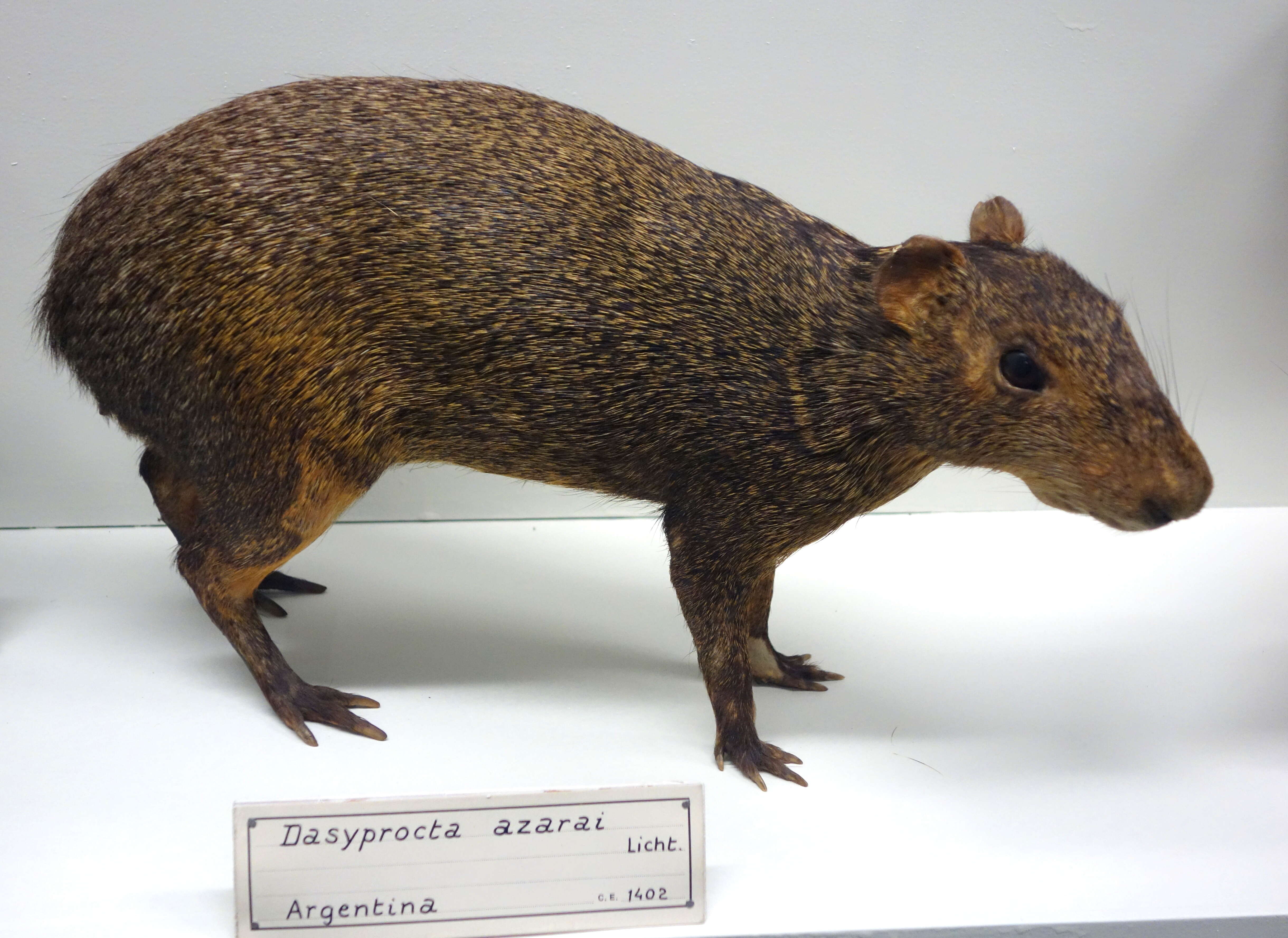 Image of Azara's Agouti