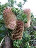 Image of cut-leaf banksia