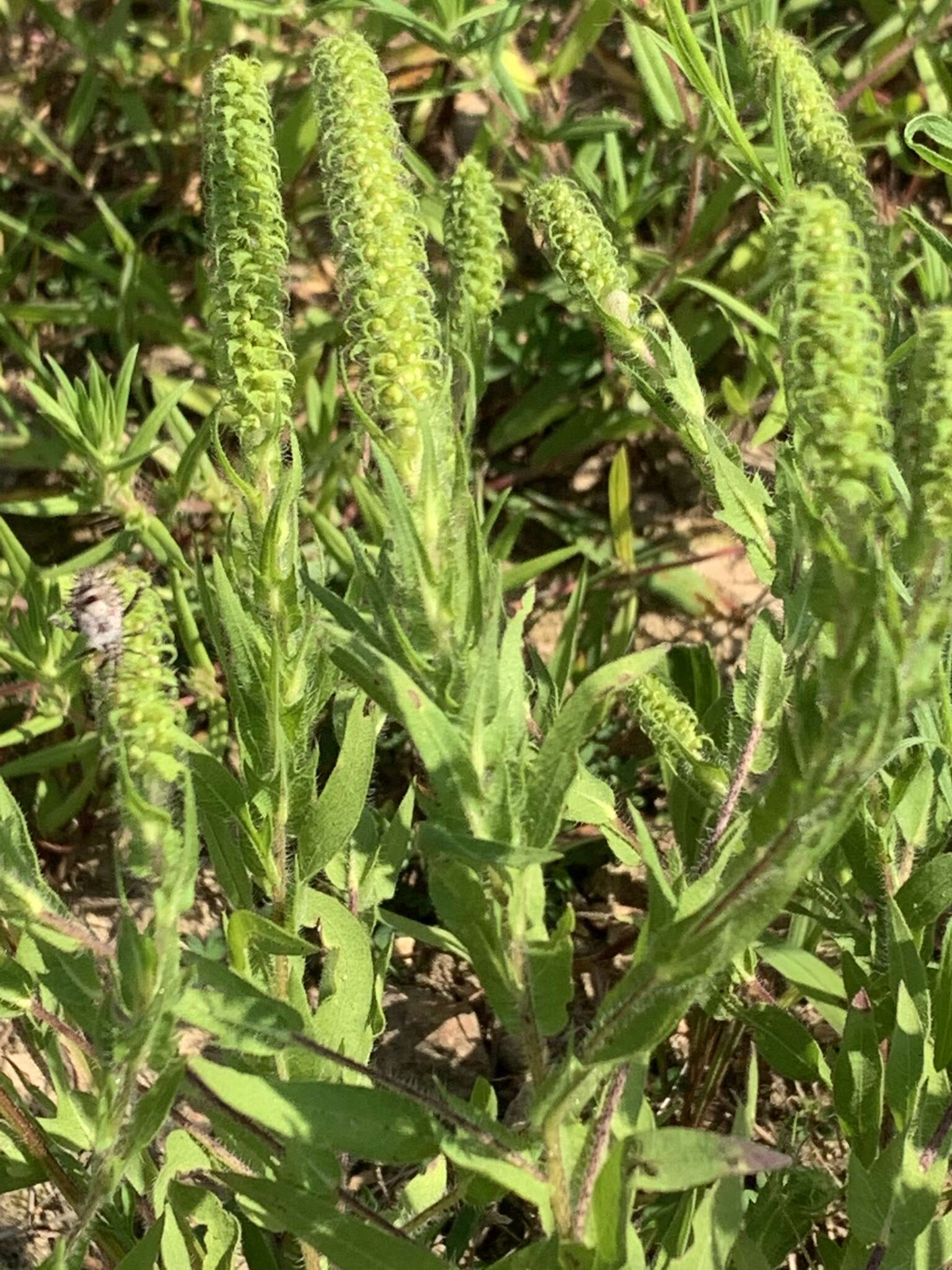 Image of lanceleaf ragweed