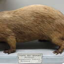 Image of Indomalayan Bamboo Rat