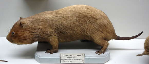 Image of Indomalayan Bamboo Rat