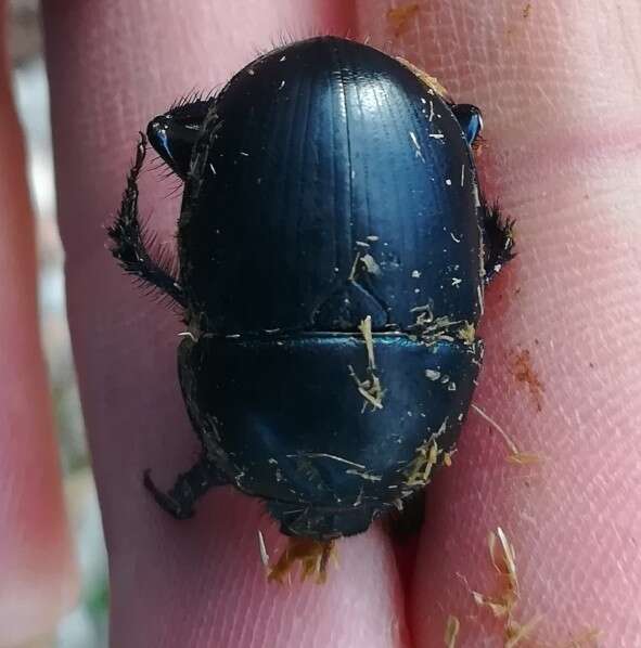 Image of Sericotrupes niger (Marsham 1802)