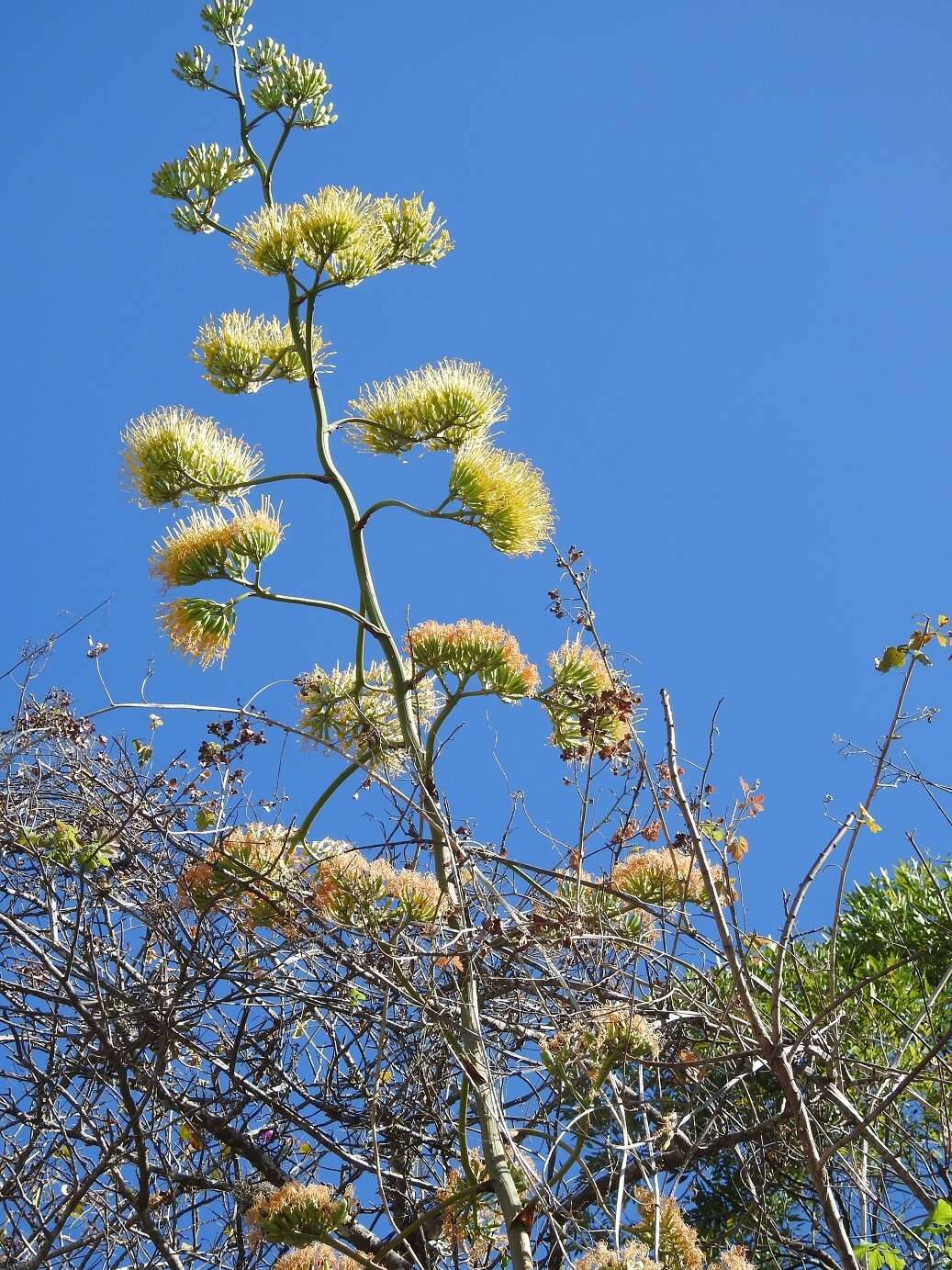 Image of Grijalva's agave
