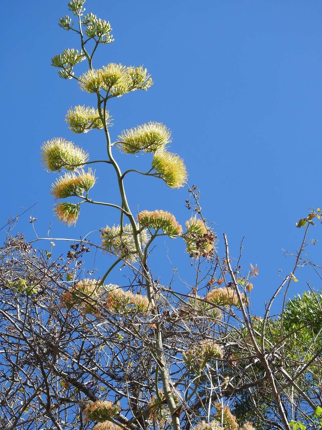 صورة Agave kewensis Jacobi