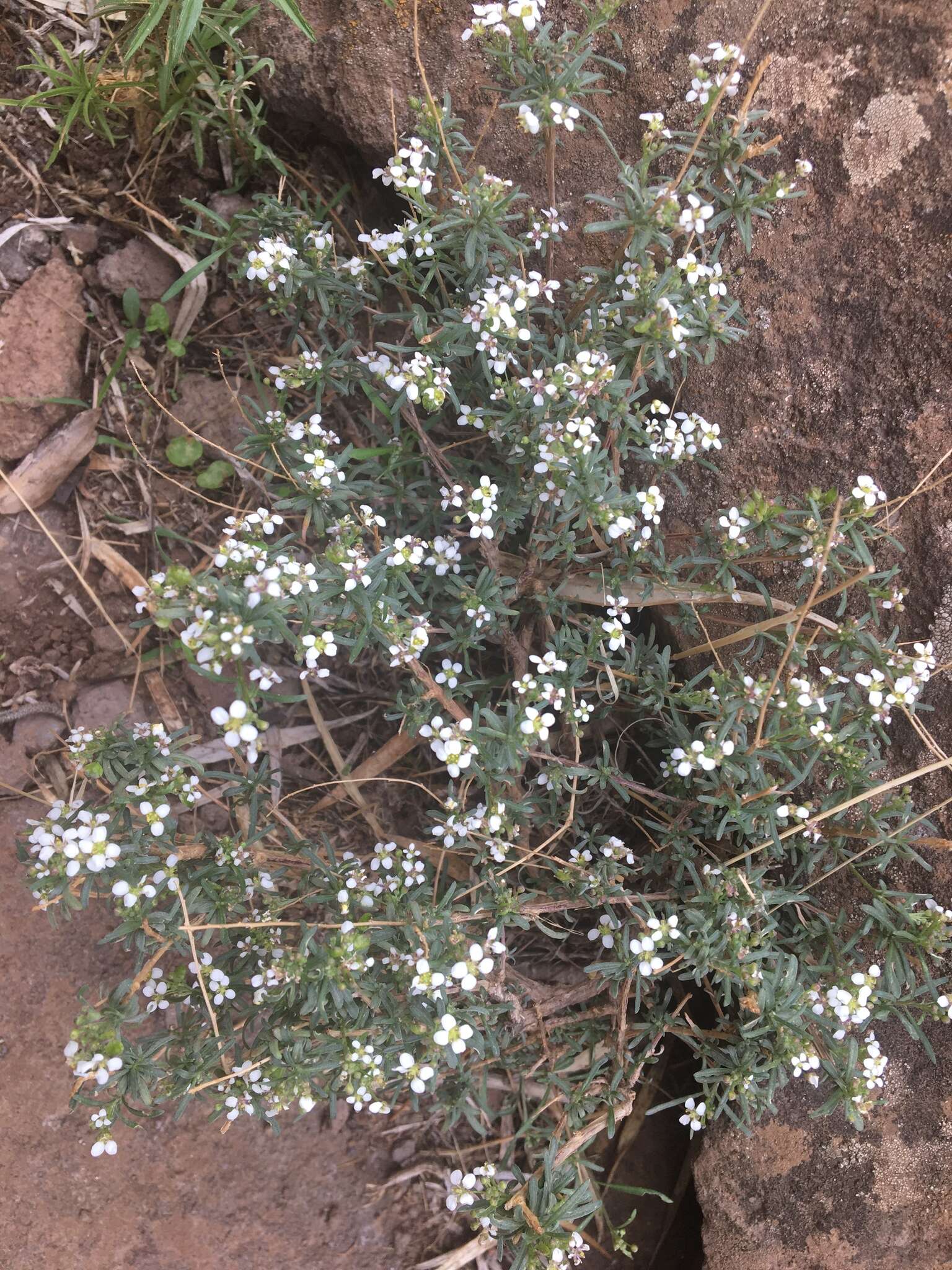 Image de Lobularia canariensis subsp. canariensis