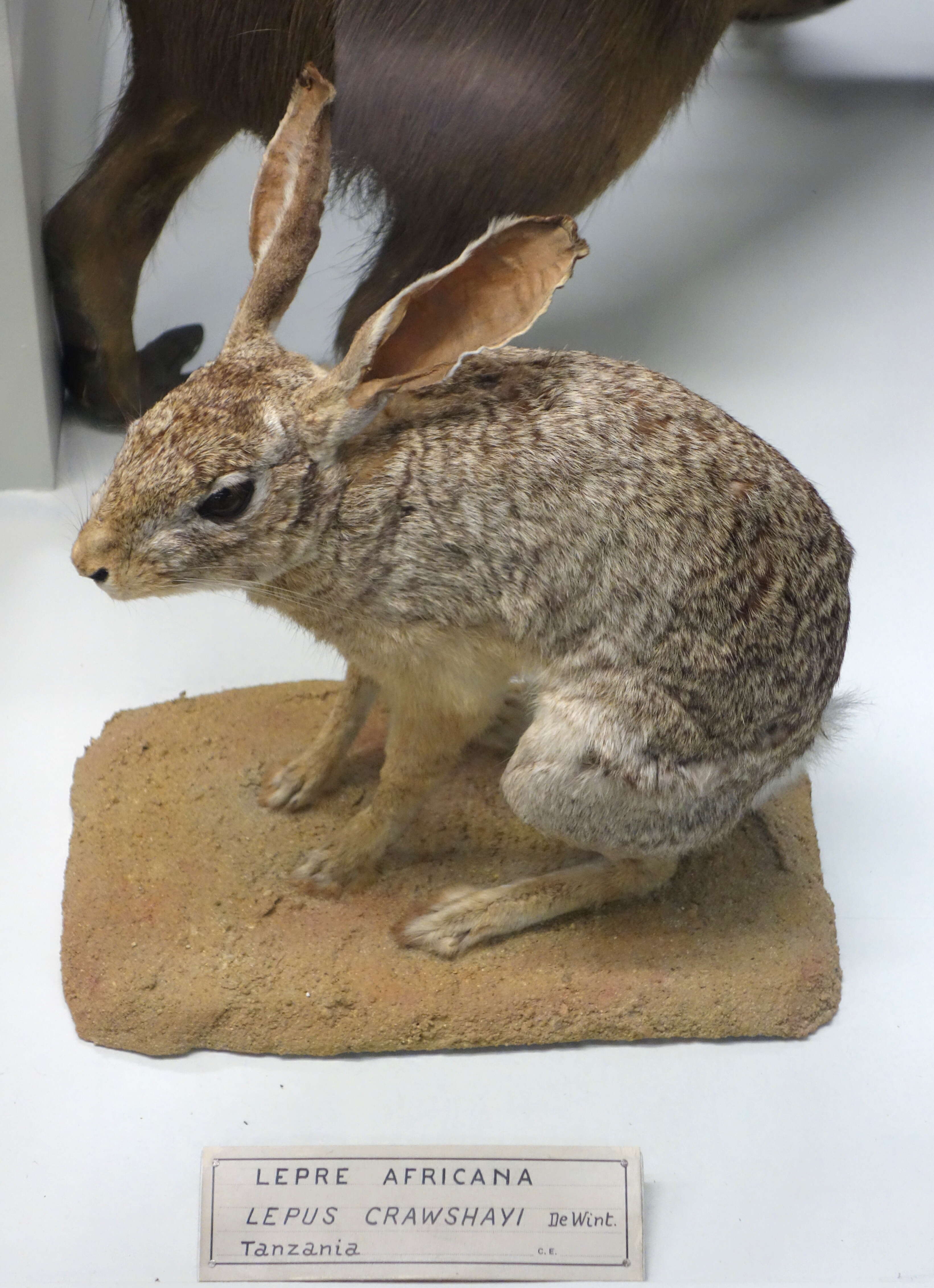 Image of rabbits and hares