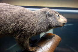 Image of Western Tree Dassie